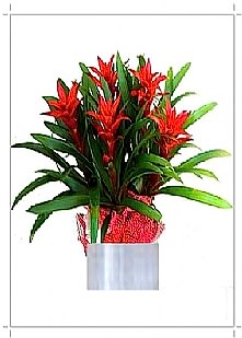 Vip Guzmania